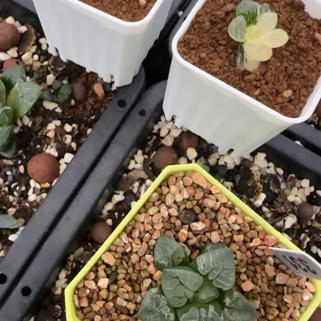 四株十二卷实生选育苗