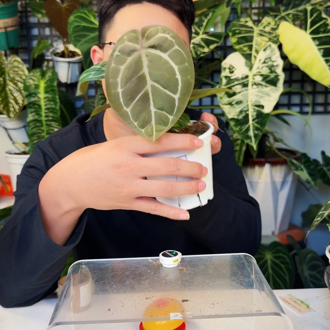 不开花植物T200红铜