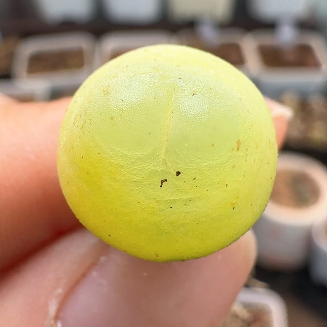 44拉拉尺寸1.3  00000000