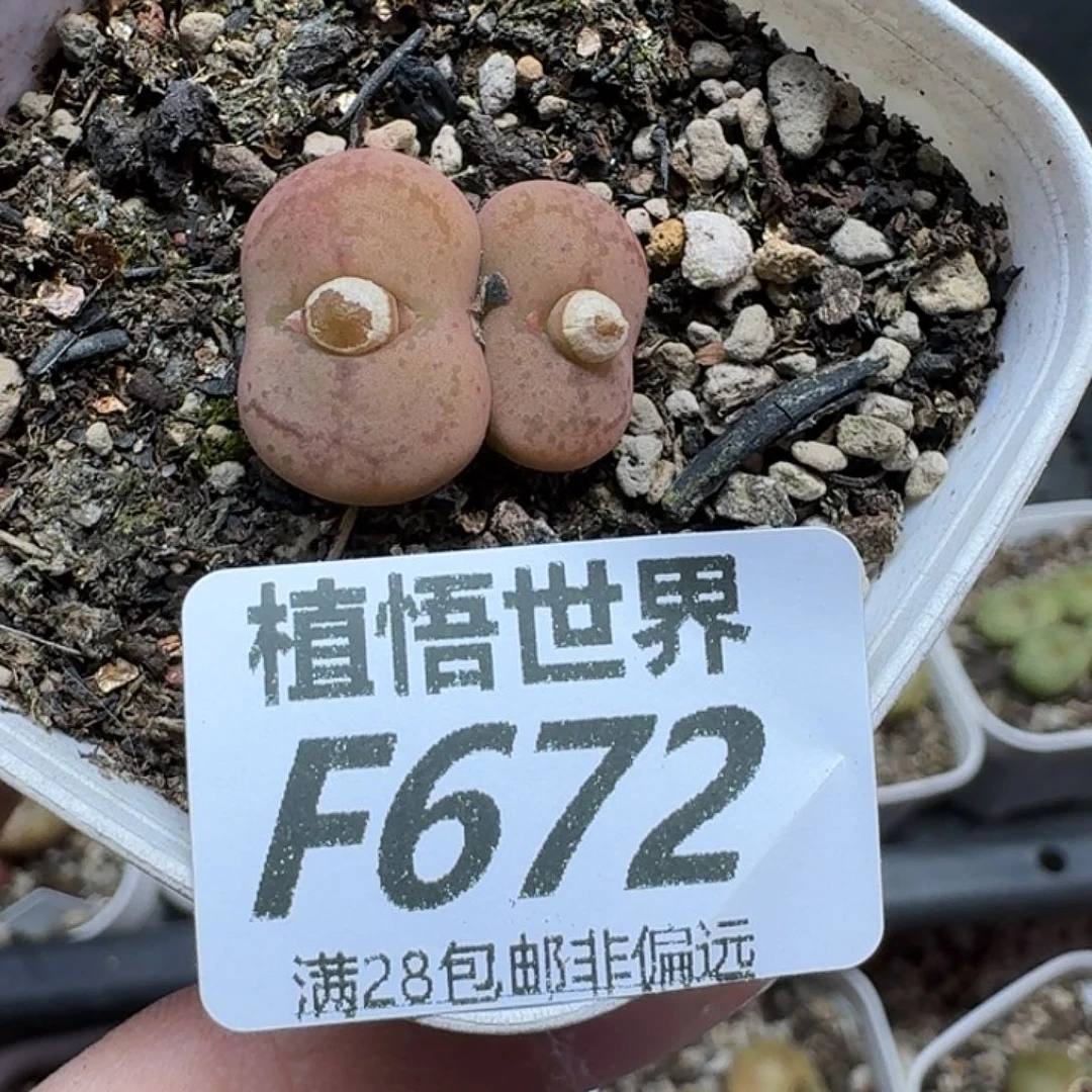 多肉植物的润泽ghnm