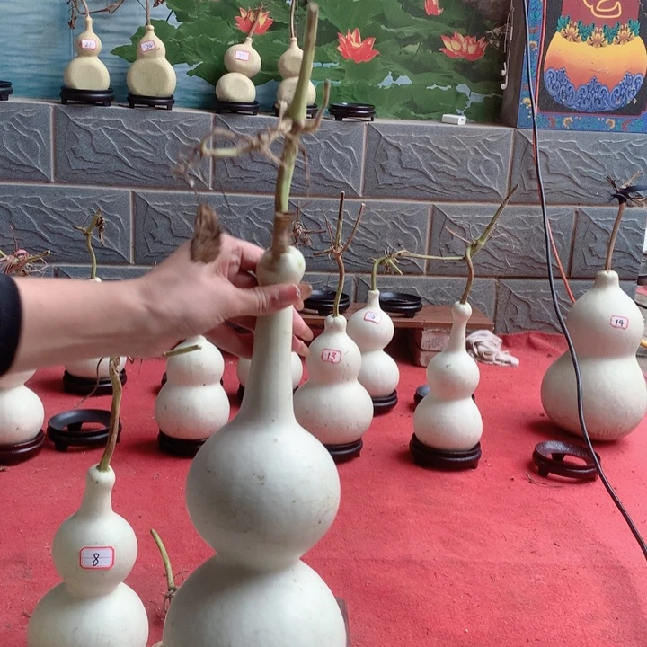 风***绿中号的中号尺寸的