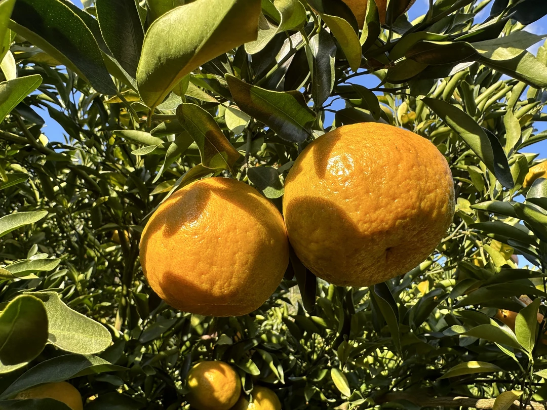 福建永春优质肉多汁口感甜美正宗永春芦柑产地直发