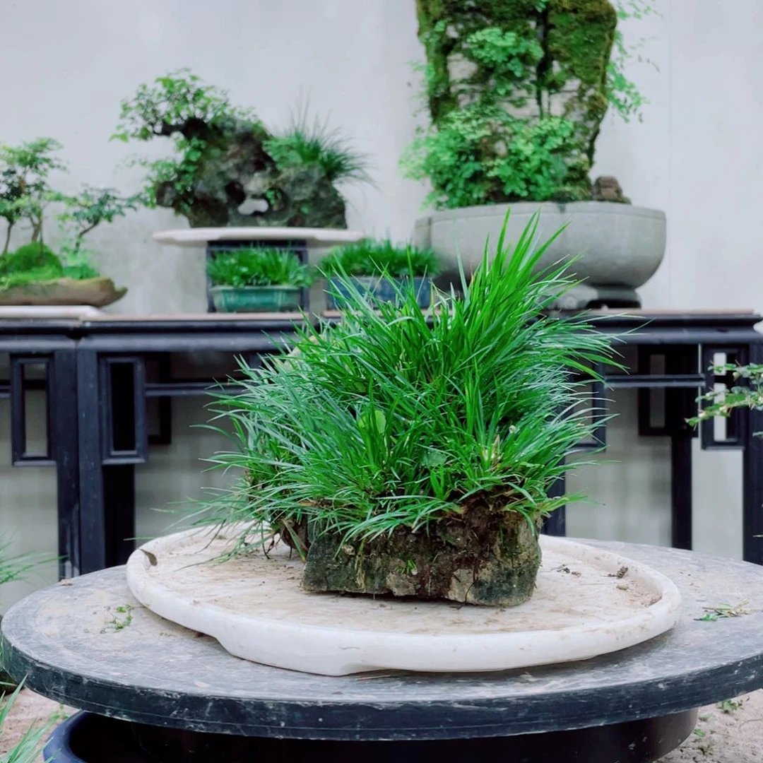 无铅玻璃诚*铁线蕨等植物为食之佳品