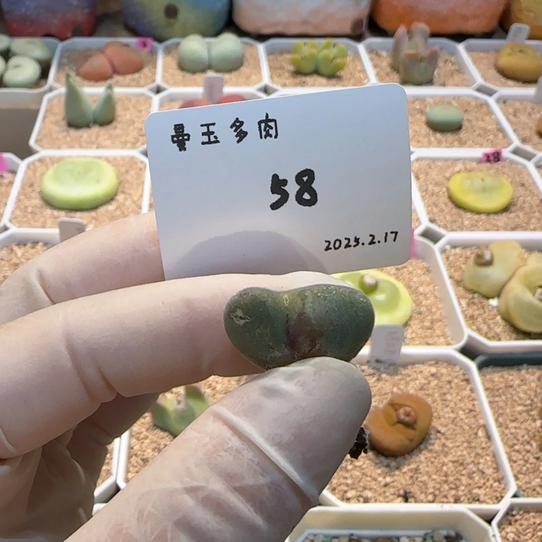 庄***鱼多肉多肉多肉2.17-058