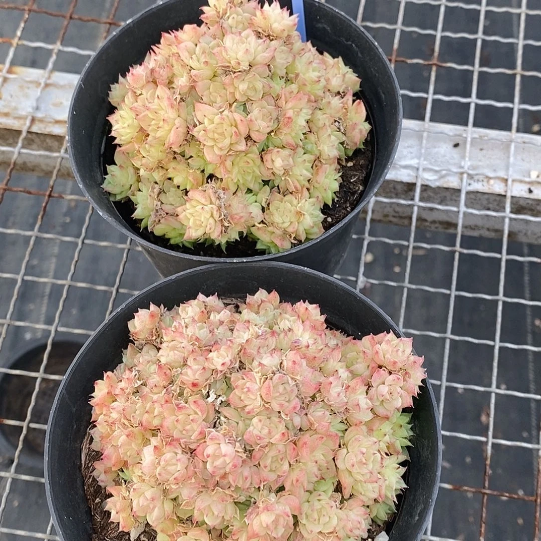 金汇园艺，团绿油麦秆群