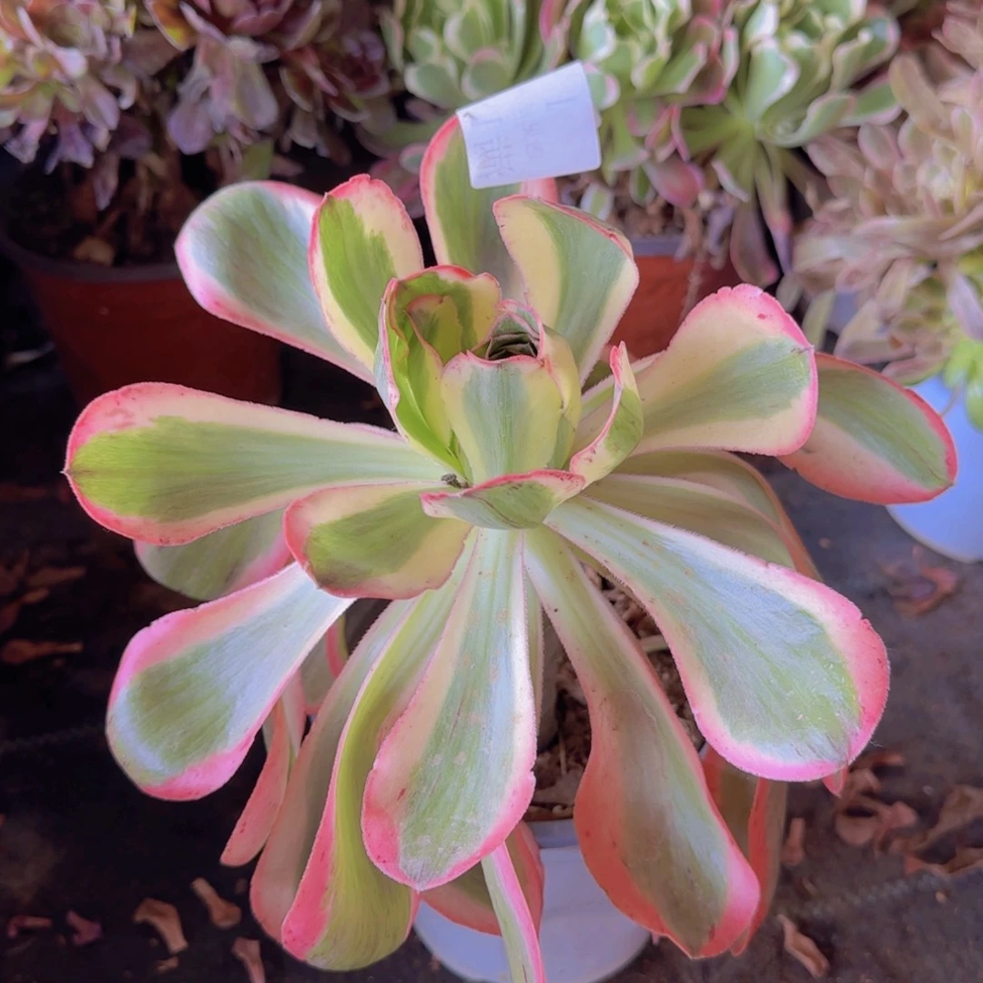 199号。燕姿锦。