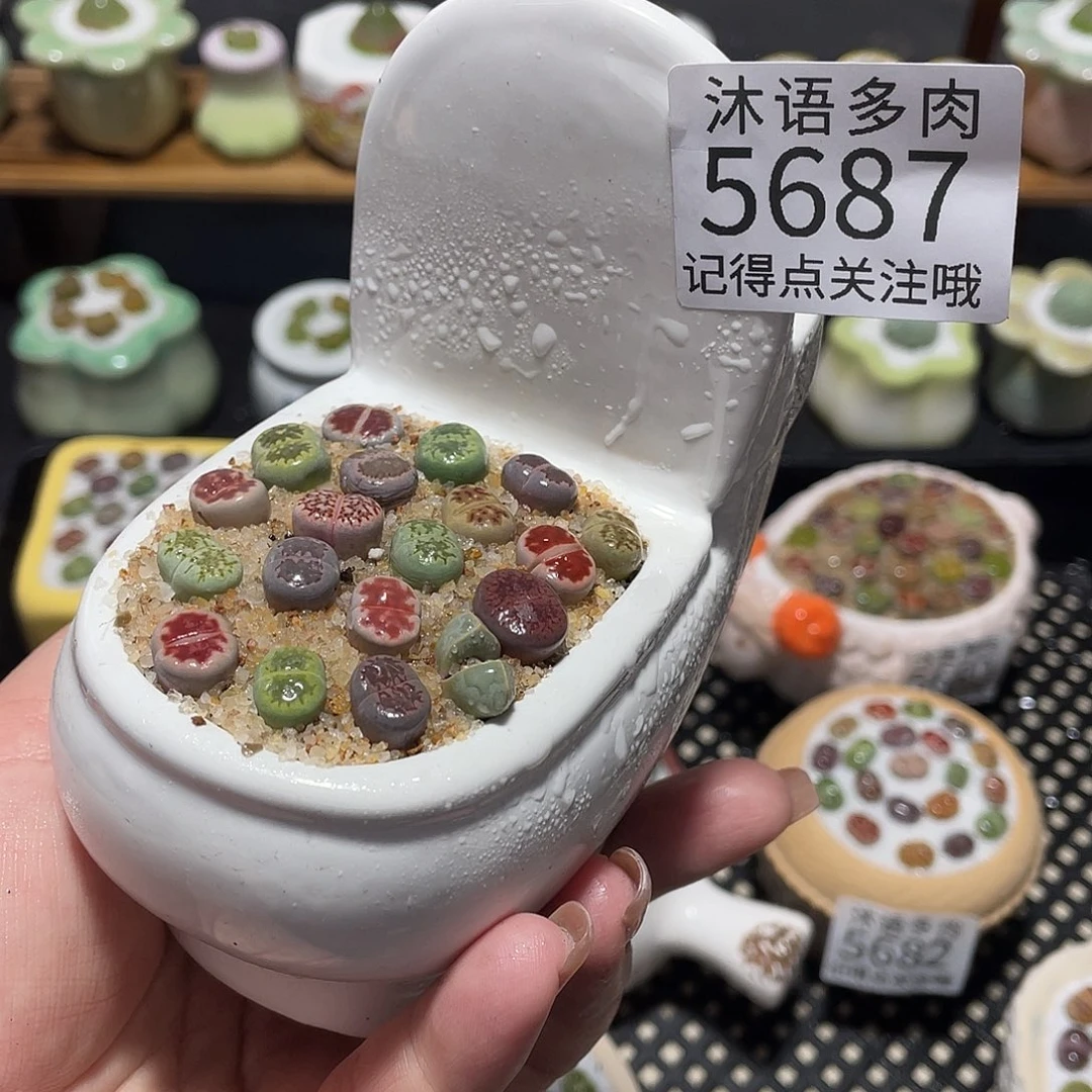 带盆土植物 一物一拍5687