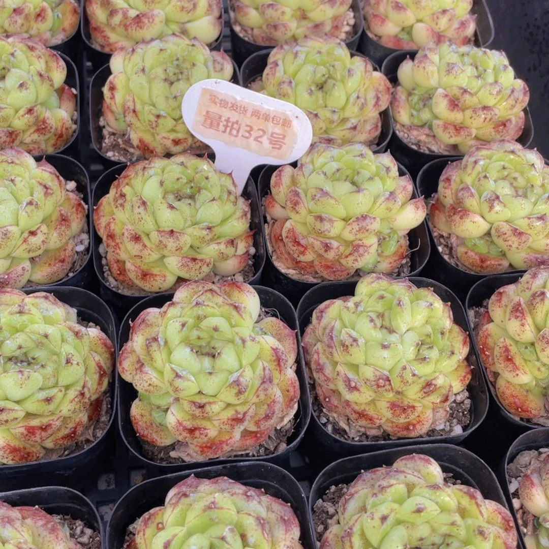 量拍32号 丸叶黑森林单头一个