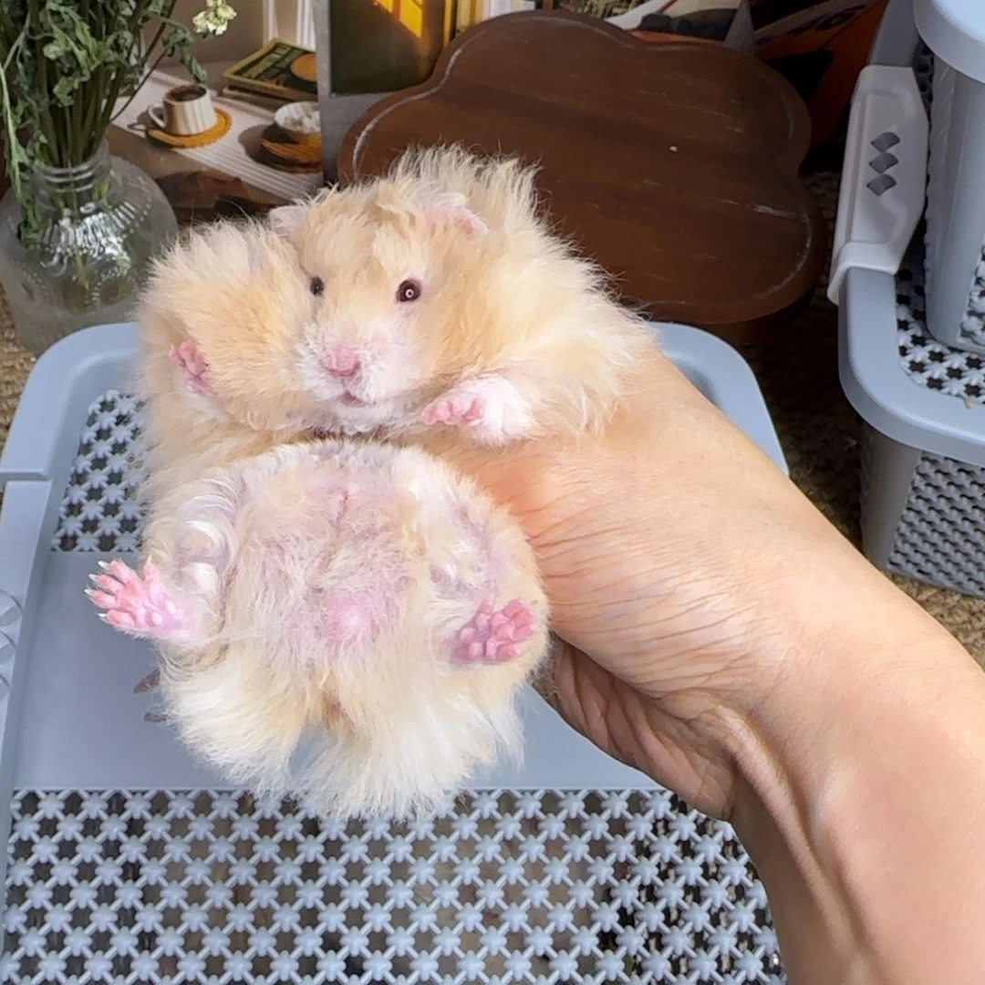 卷毛香槟弟弟8.08生日