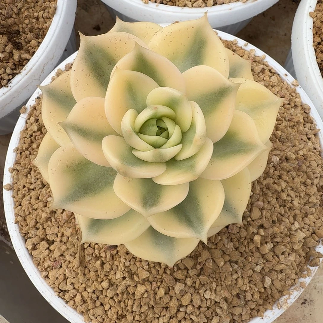 贝加尔湖锦1111226-301