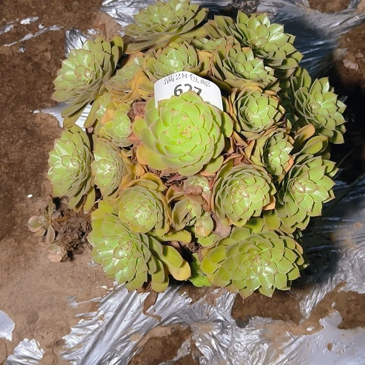 627桃花石多肉植物