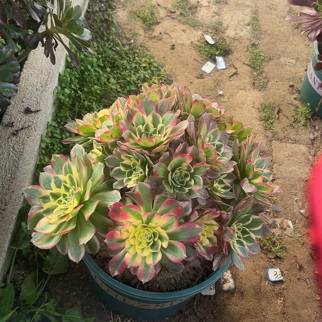 21海仙无主头法师多肉植物