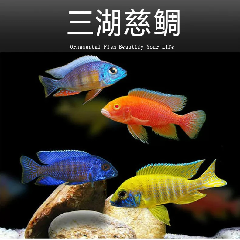 观赏鱼三湖慈雕改价连接