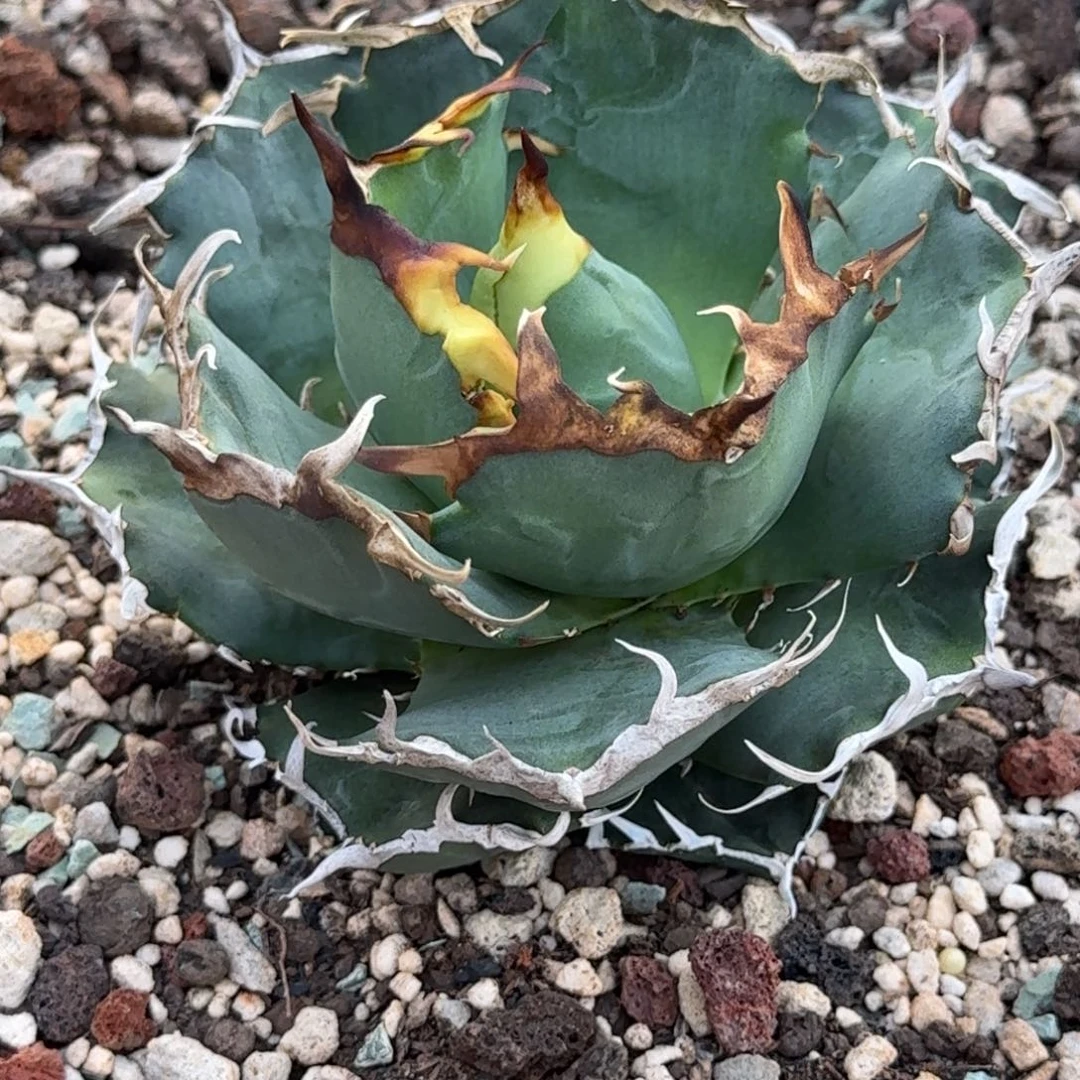 无花朵龙舌兰仁王冠9