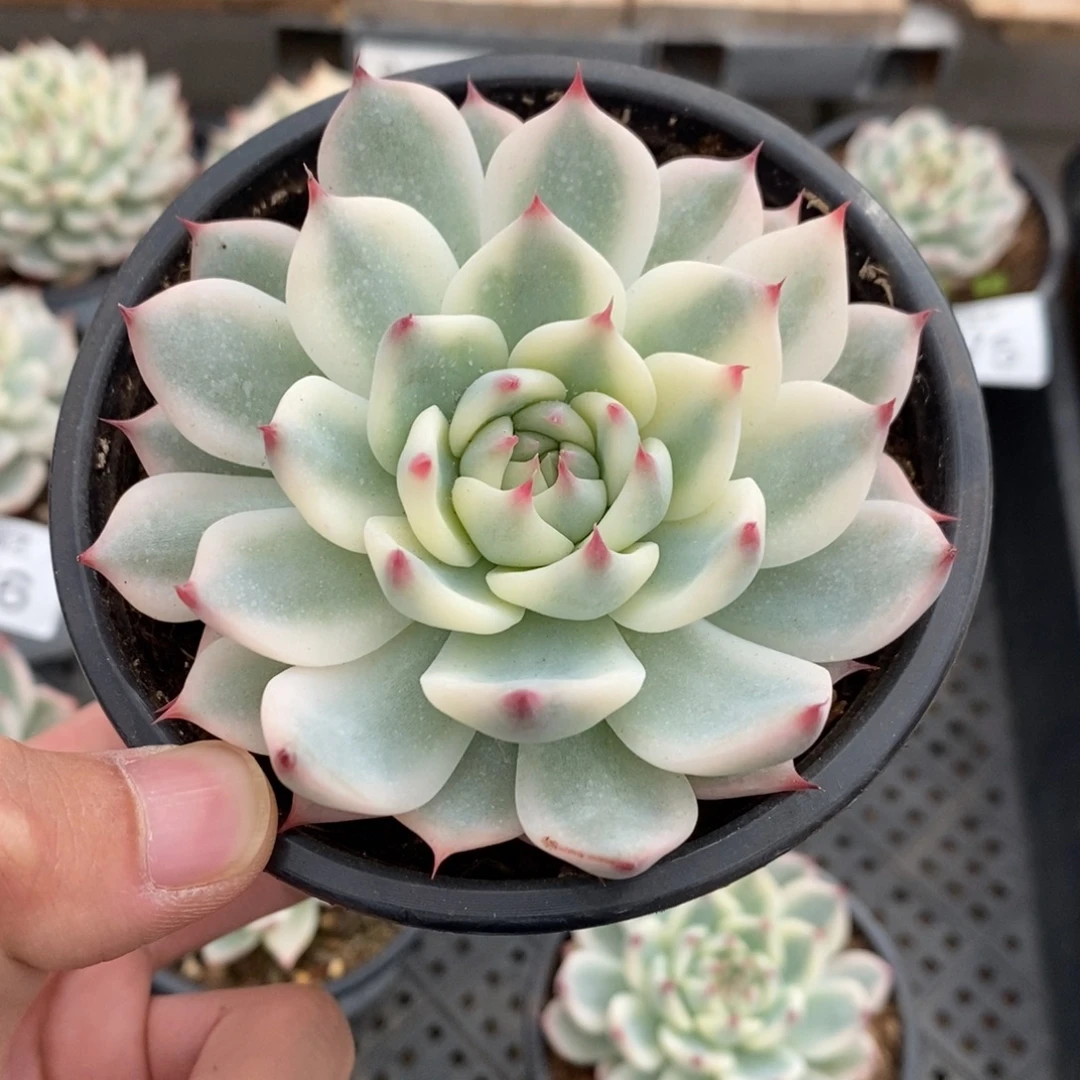 吉娃娃锦多肉植物9477