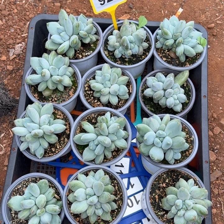 爱****多肉植物胖体哥特12颗923