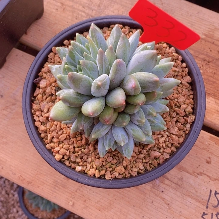 是你给她讲嘛不知道