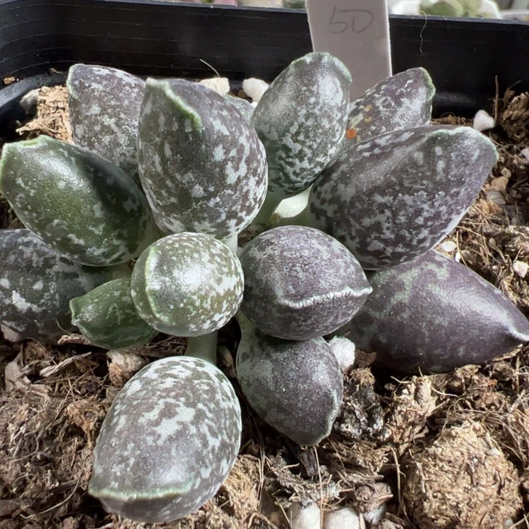 花斑紫海豹多头纯木质桩多肉植物