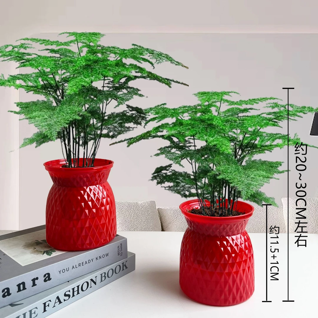 【 买一送一】文竹盆栽四季常青室内外好养桌面观叶花卉绿植美化