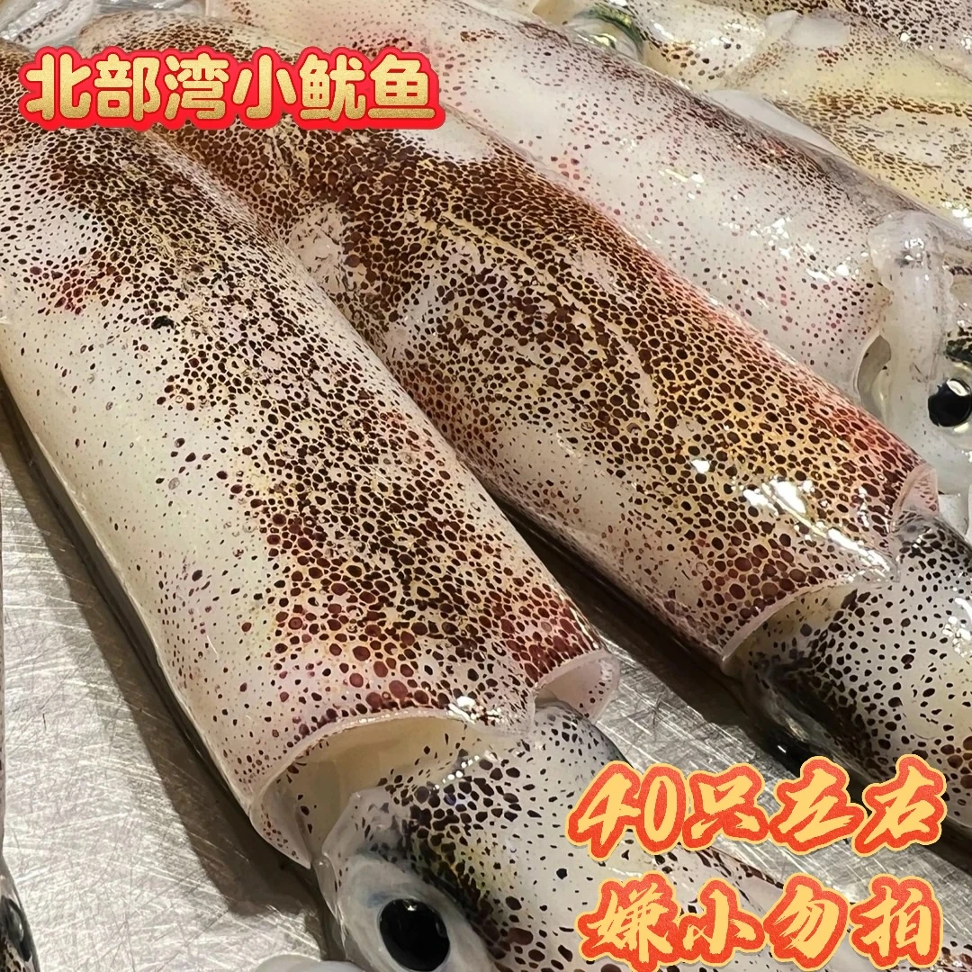 广西北海野生灯光捕新鲜子弹头鱿鱼不缩水顺丰包邮