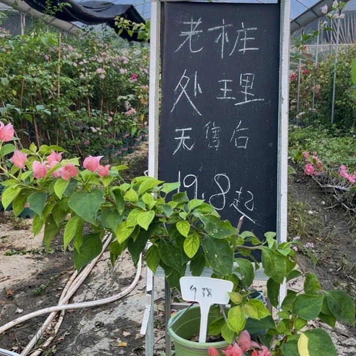 无花朵三角梅三角梅938