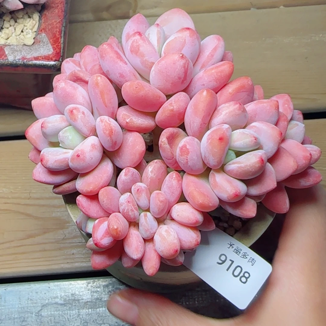 洛神无砍，9108多肉植物