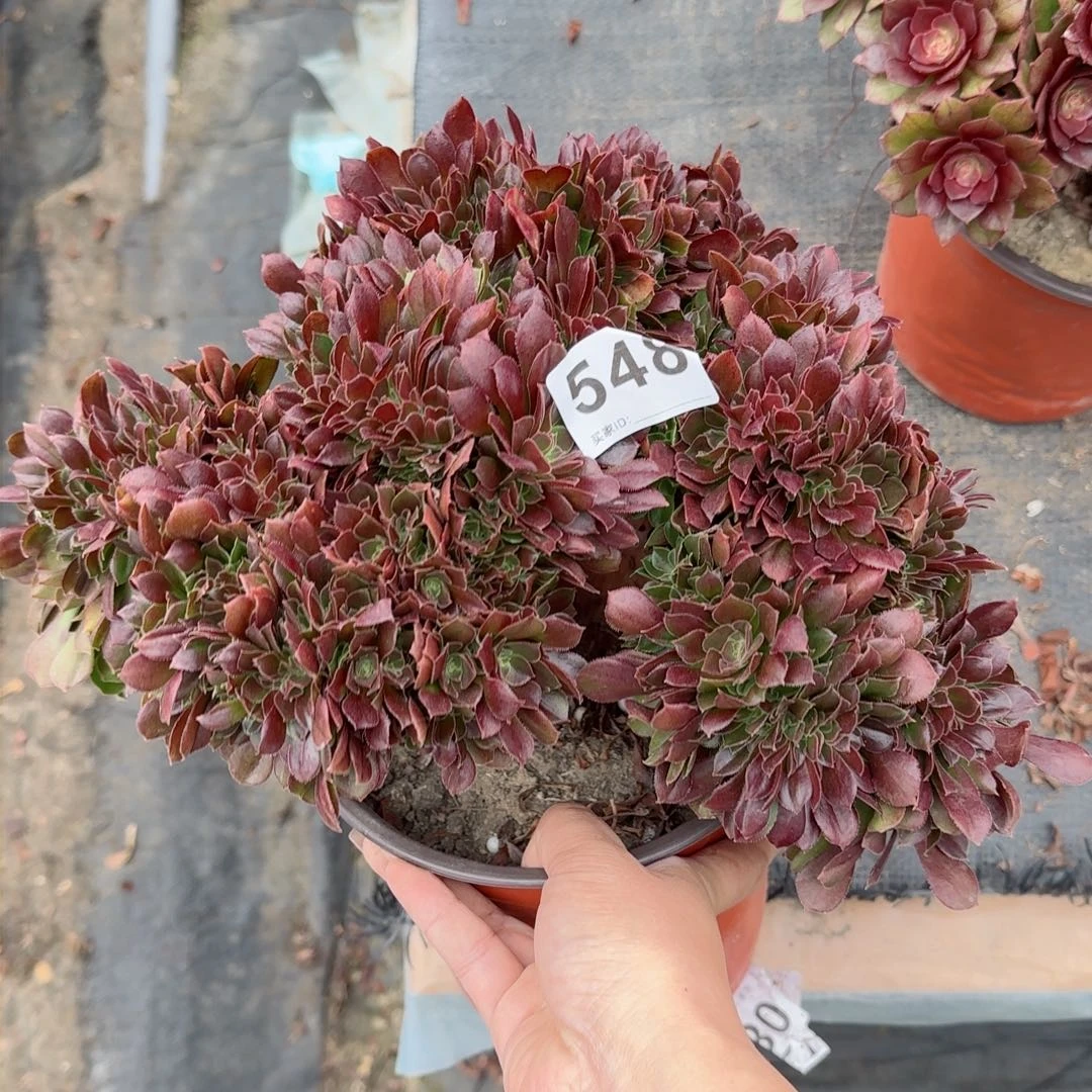 洪*548多肉植物福利无售后