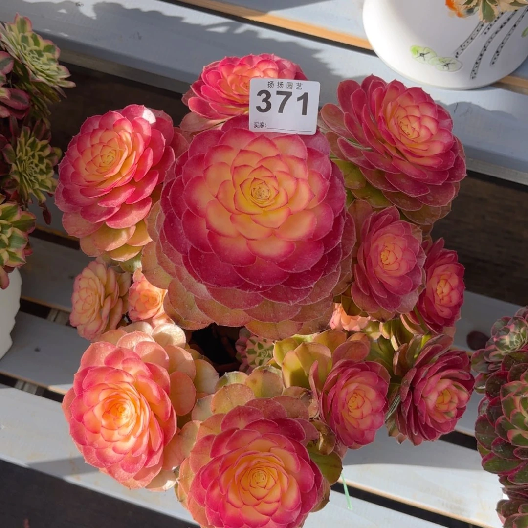 大*1234  371多肉法师