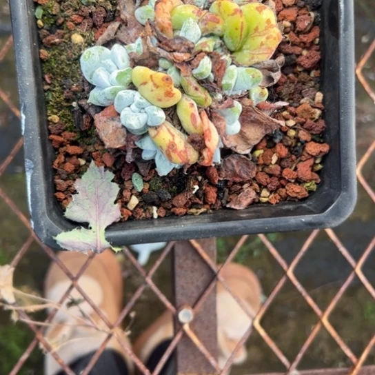 陆****?谢谢哥～一物一拍2838多肉