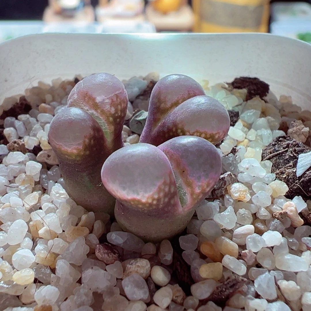 1225-629多肉多肉红风铃