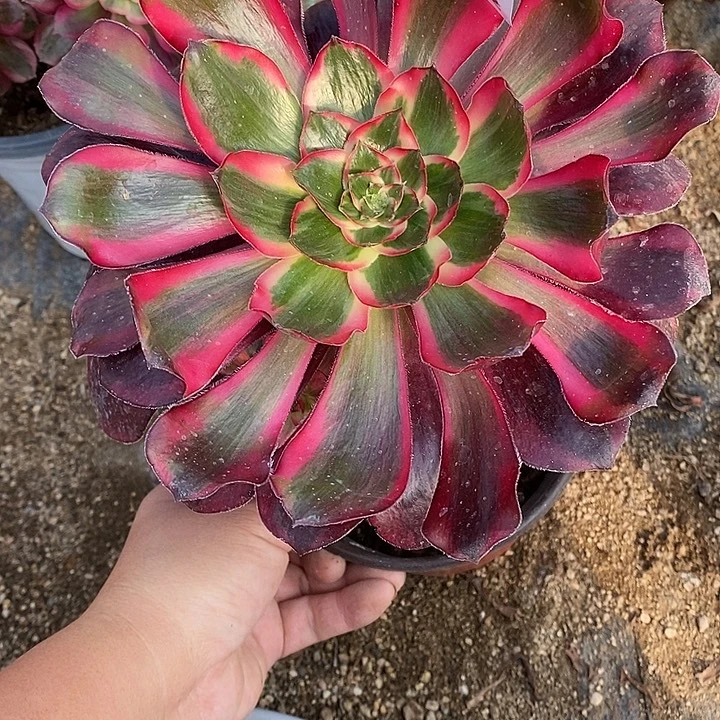 多肉植物巫毒白285多肉