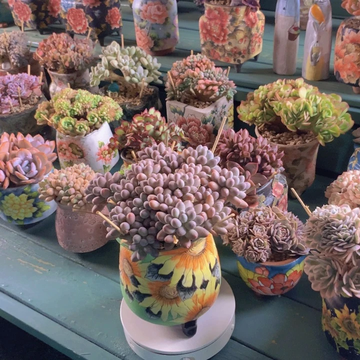 汤圆自然老桩逡无砍