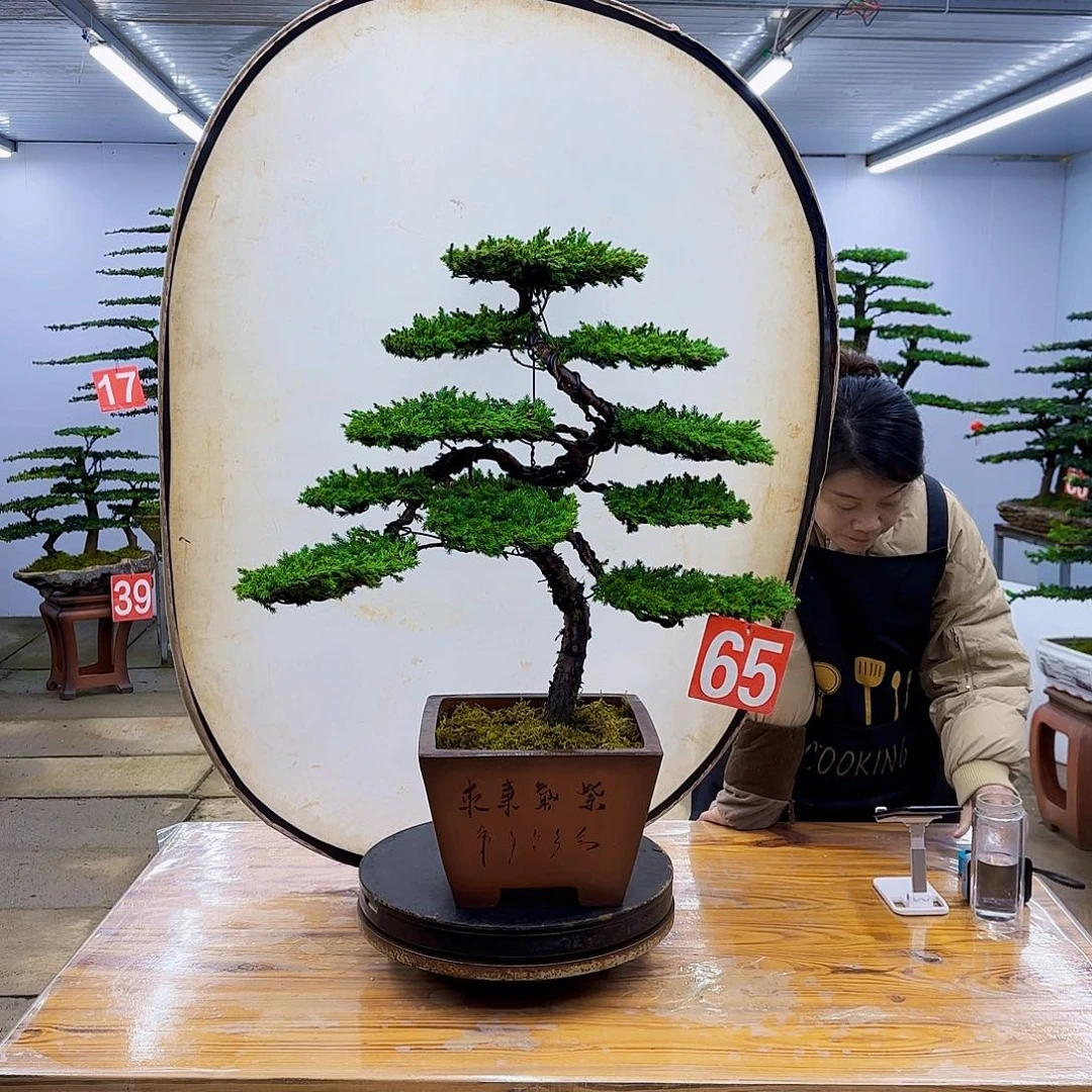 无花朵盆景直播间一物一拍