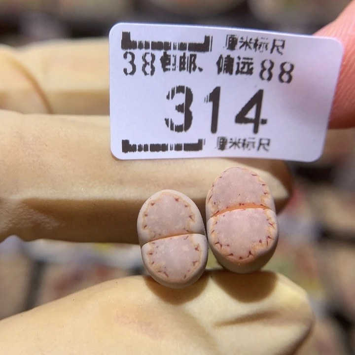 Sss精品生石花314