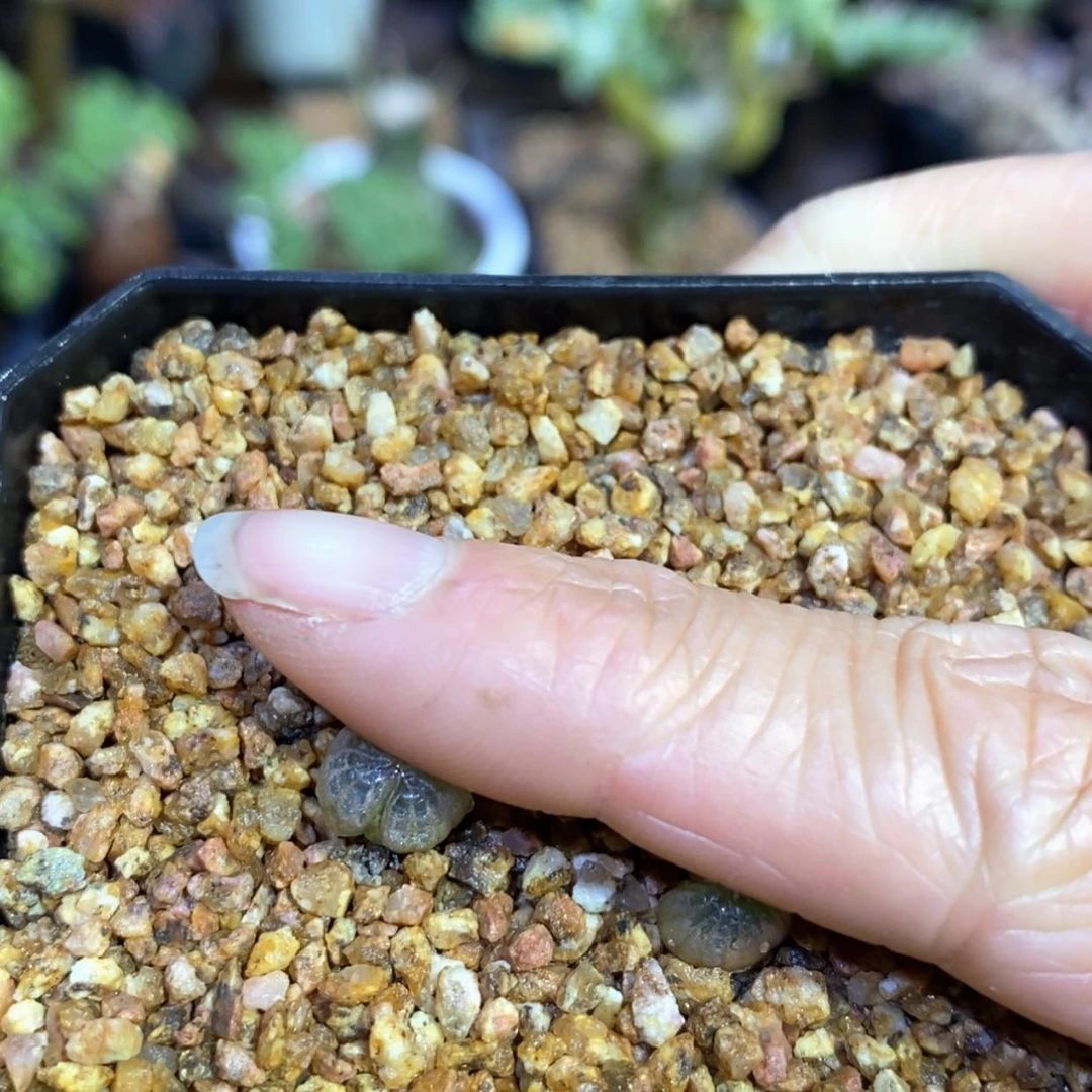 【闪购商品】C****g佛座箍