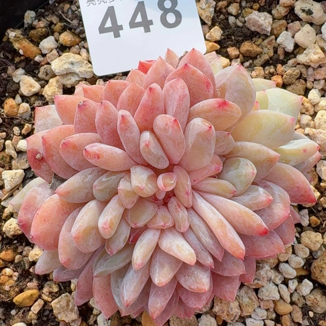 雪之魄缀化         精品多肉