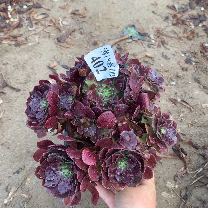 402黑魔手捧1号棚