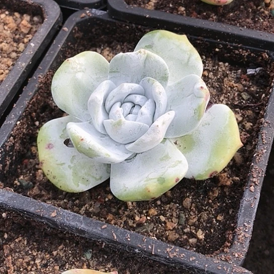 雪山拇指仙女棒杯