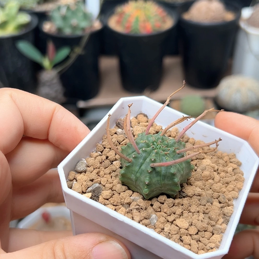 无花朵强刺法丽达自根