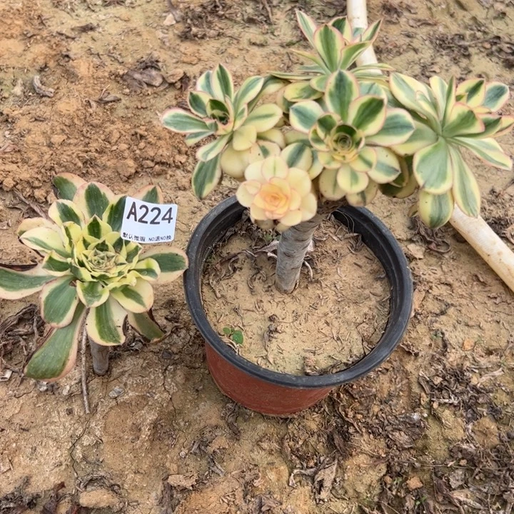 组合2颗艳姿锦多肉植物224.