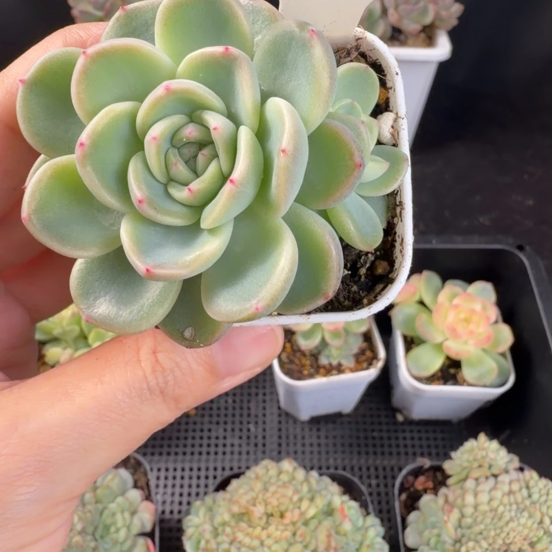 粉色糖心新品双头66号