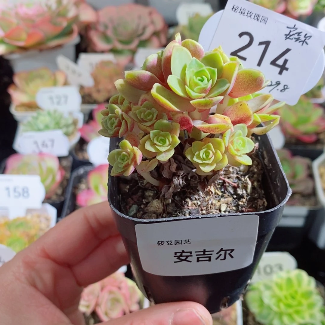 214安吉尔小群。       