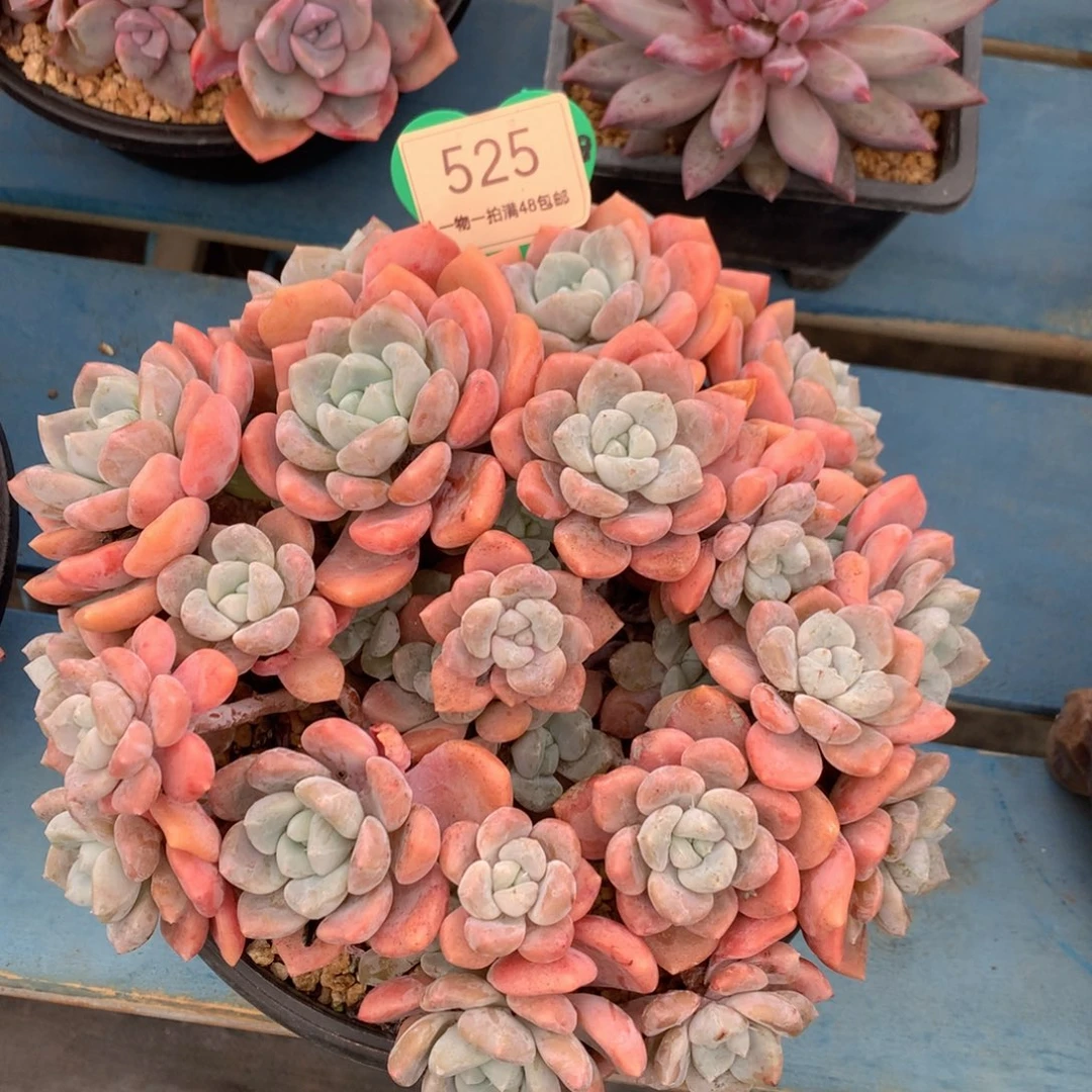 克洛伊老桩一物一拍