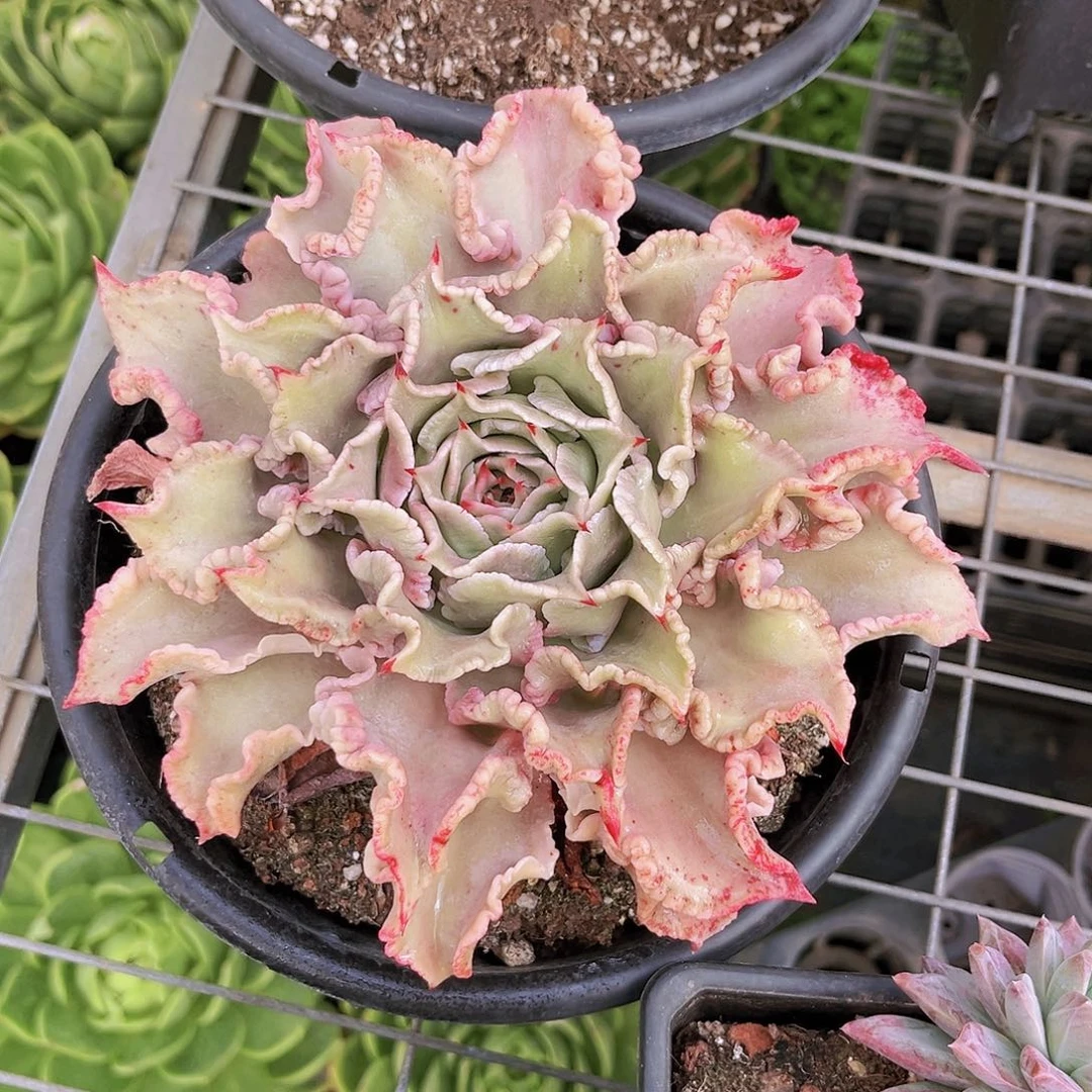 ?*紫饺子皮9999998988