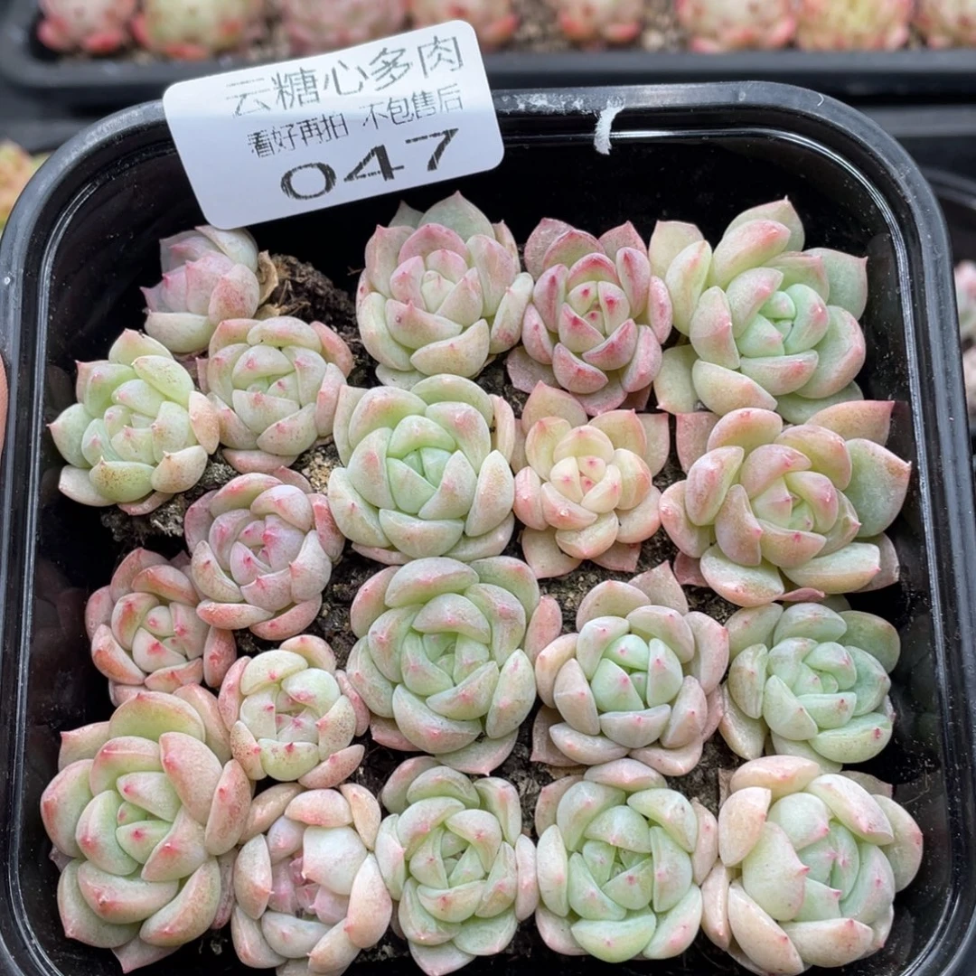 云糖心多肉植物47