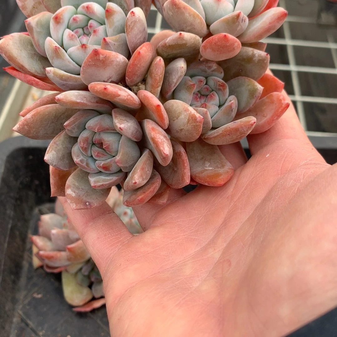 甜*心甜心突尼斯多肉2222