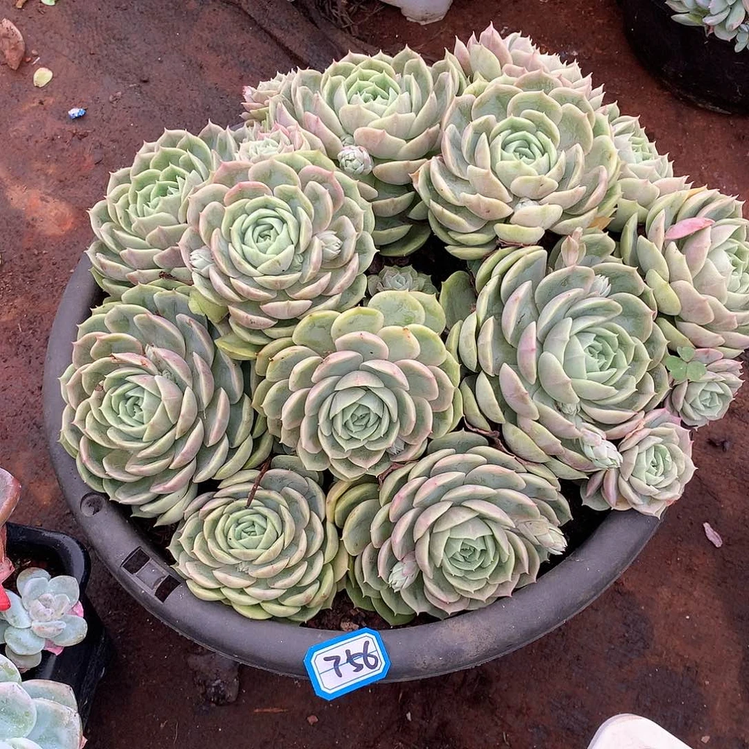 756昂斯诺 一物一拍多肉