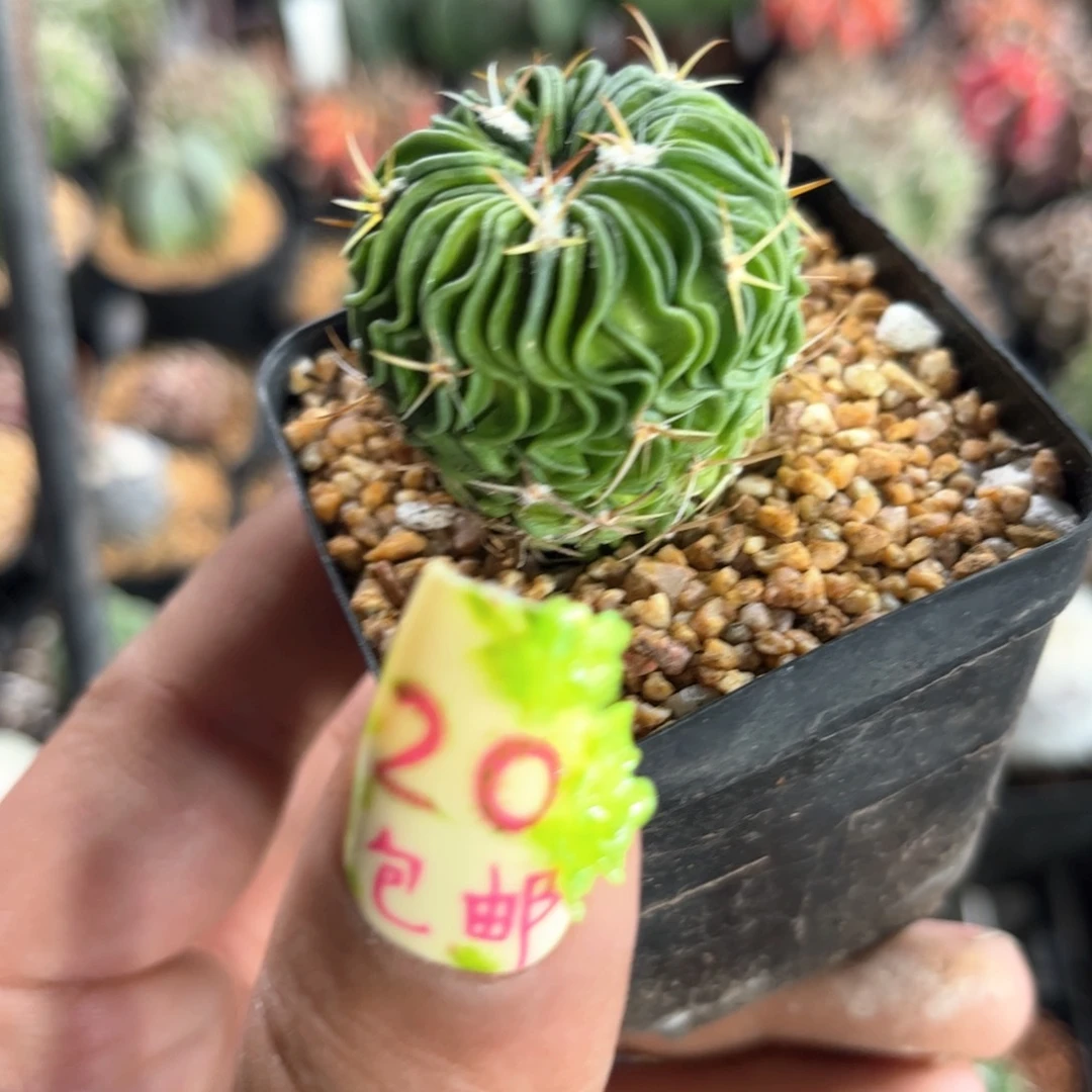 单头辛巴克单头发货有根