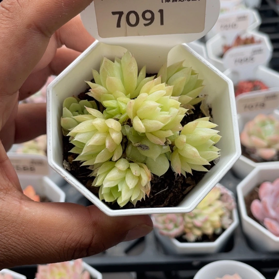 7091麦秆5.0厘米