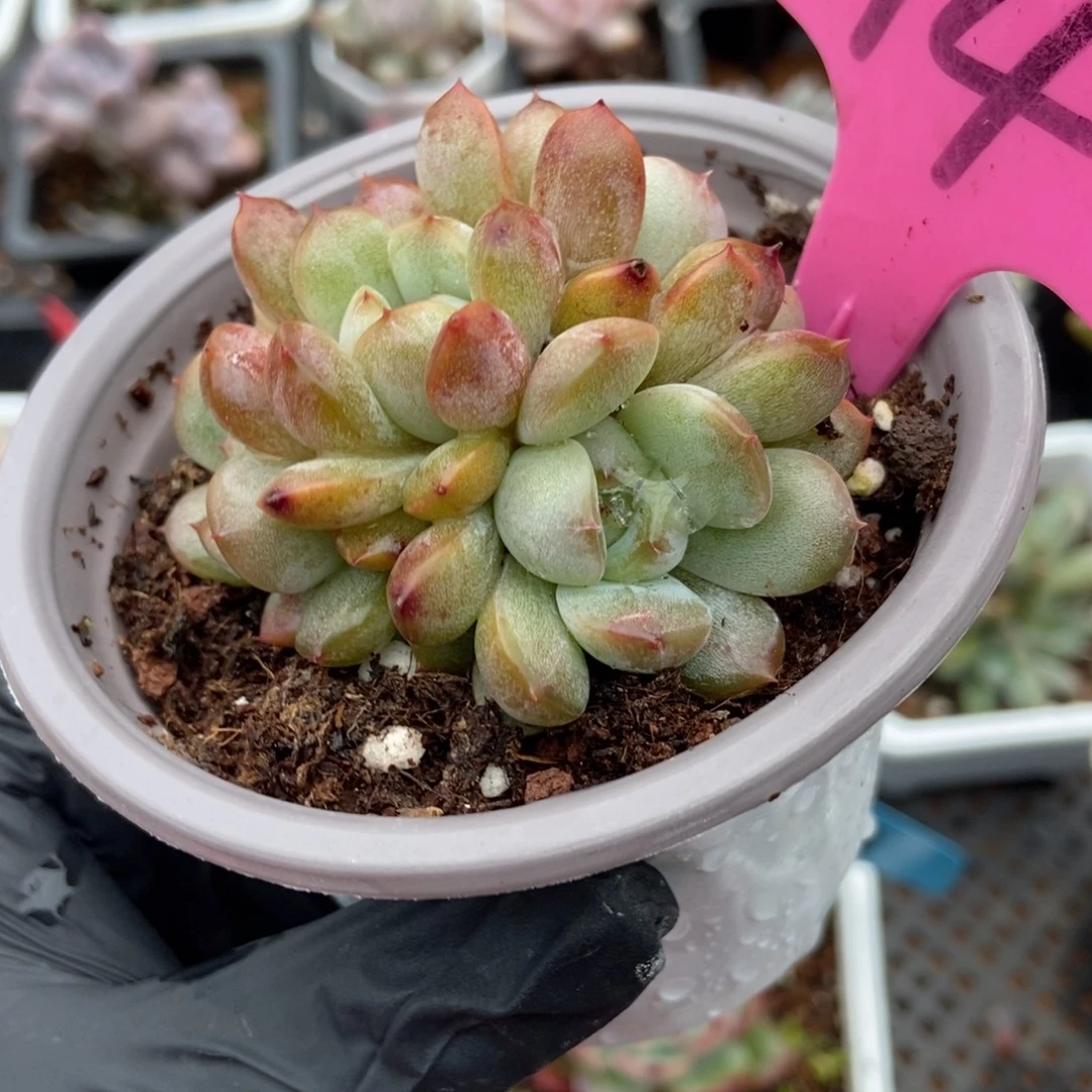 14红恋多肉植物多肉